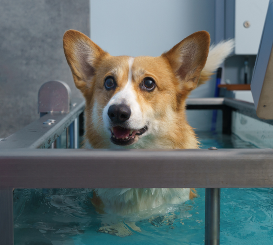 Smiling corgi standing in a hydrotherapy underwater treadmill